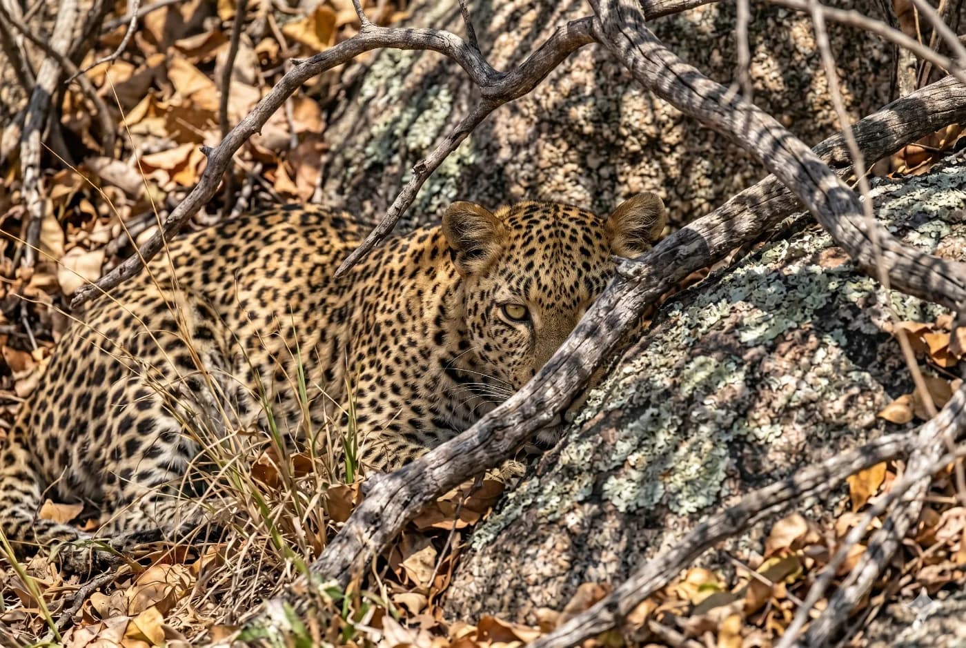 Colour Vision in the Animal Kingdom: A Spectacular Biological Rainbow