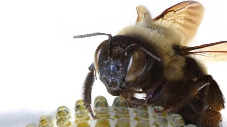 Insect Eyes & Digital Camera Technology Innovation