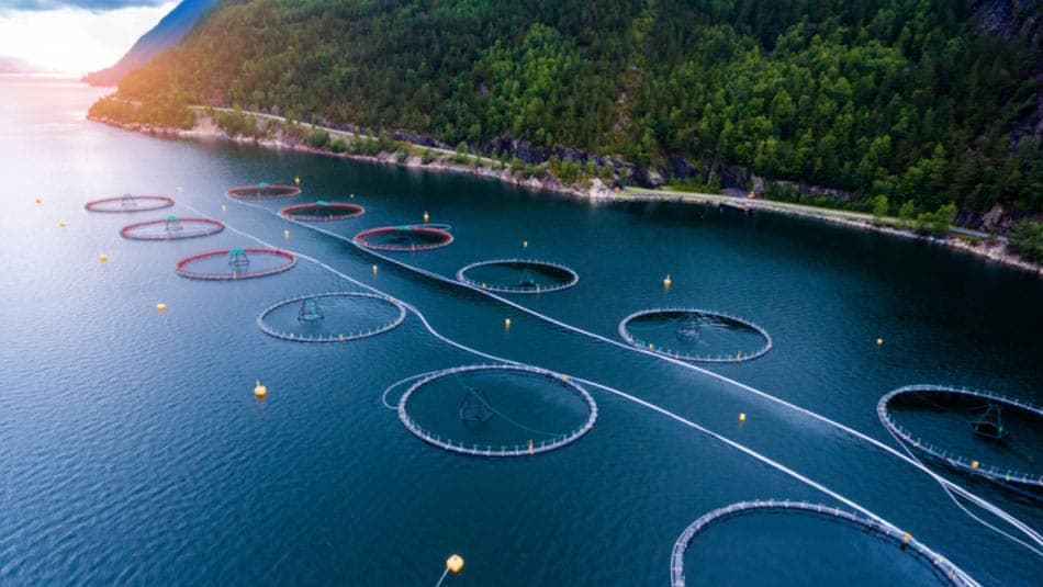 Лосось и здоровье глаз: риски токсинов для зрения