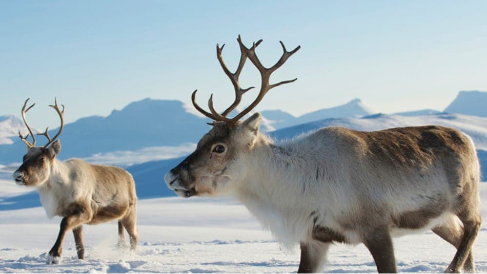 Почему глаза северных оленей меняют цвет